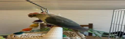 Conures birds for sale: Bonded pair of conures  in Gosport - Advert 6