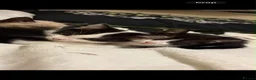 Mixed Breed cats for sale: Kittens  - Advert 10