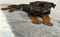 Mixed Breed dogs for sale: Pure breed Chinese red dog puppies/Laizhou Hong - Image 28