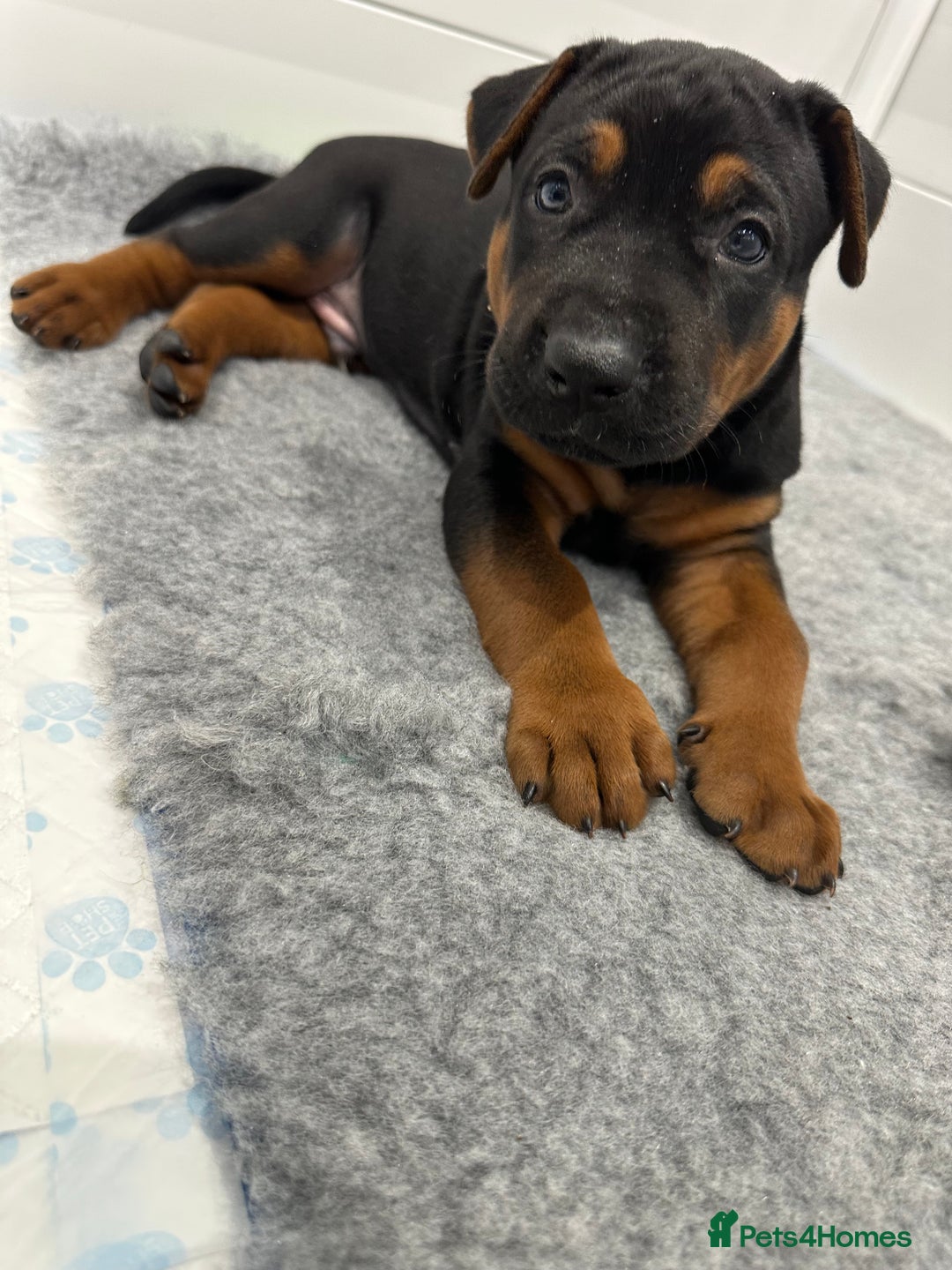 Mixed Breed dogs for sale: Pure breed Chinese red dog puppies/Laizhou Hong - Image 28