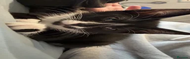 Domestic Shorthair 2