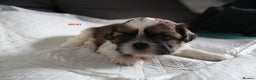 Shih Tzu dogs for sale: LOVELY SHIH TZU PUPPIES LIVER GENE  - Advert 9