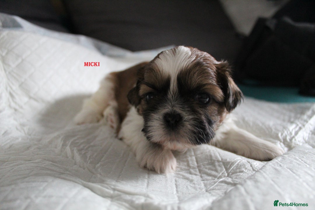 Shih Tzu dogs for sale: LOVELY SHIH TZU PUPPIES LIVER GENE  - Advert 9