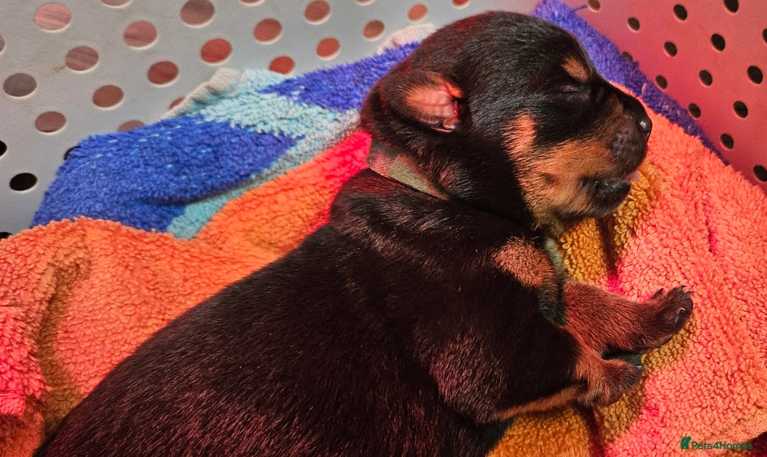 Rottweiler dogs for sale: Suberbly bred pedigree rottweiler puppies  - Advert 6