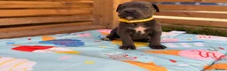 Cane Corso dogs for sale: Stunning cane corso 🐶 - Advert 13