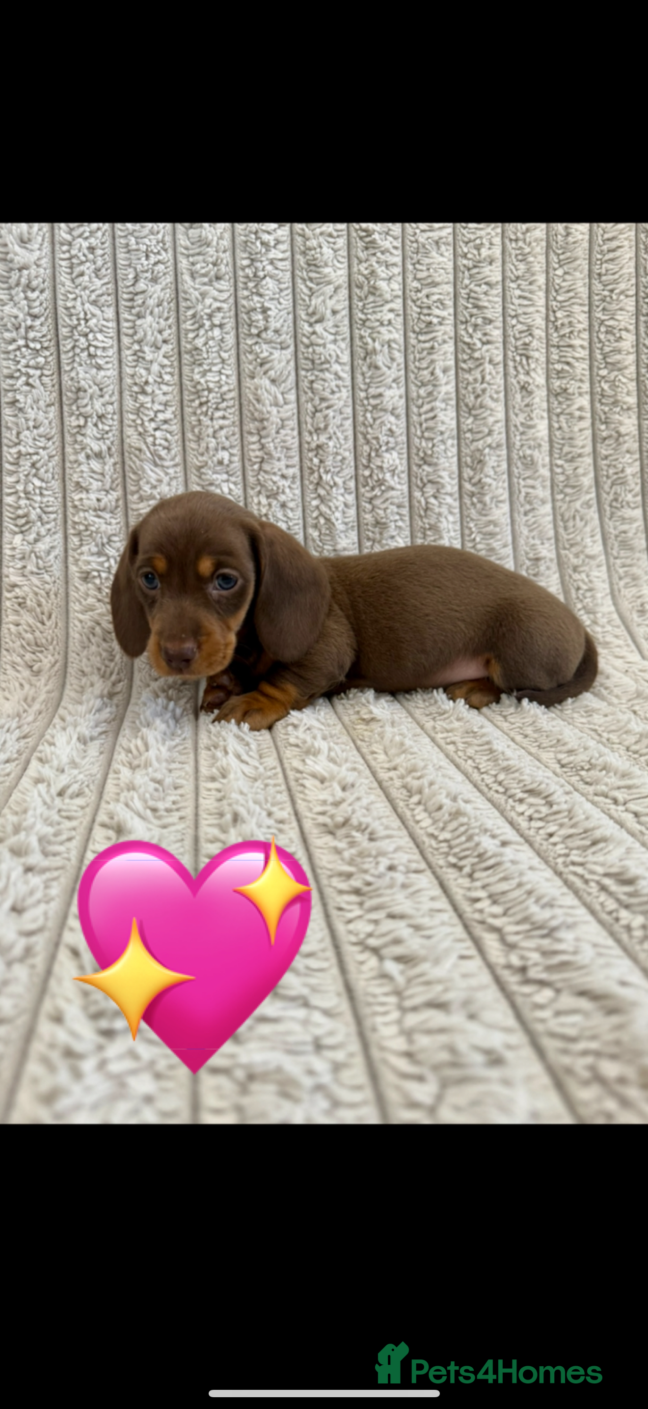 Miniature Dachshund dogs Quality long hair minature dachshund looking 🏡 - Advert 2