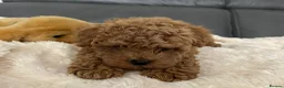 Maltipoo dogs for sale: Tiny Toy Maltipoo puppies - Advert 5