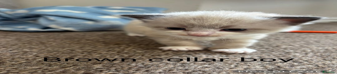Brown collar boy