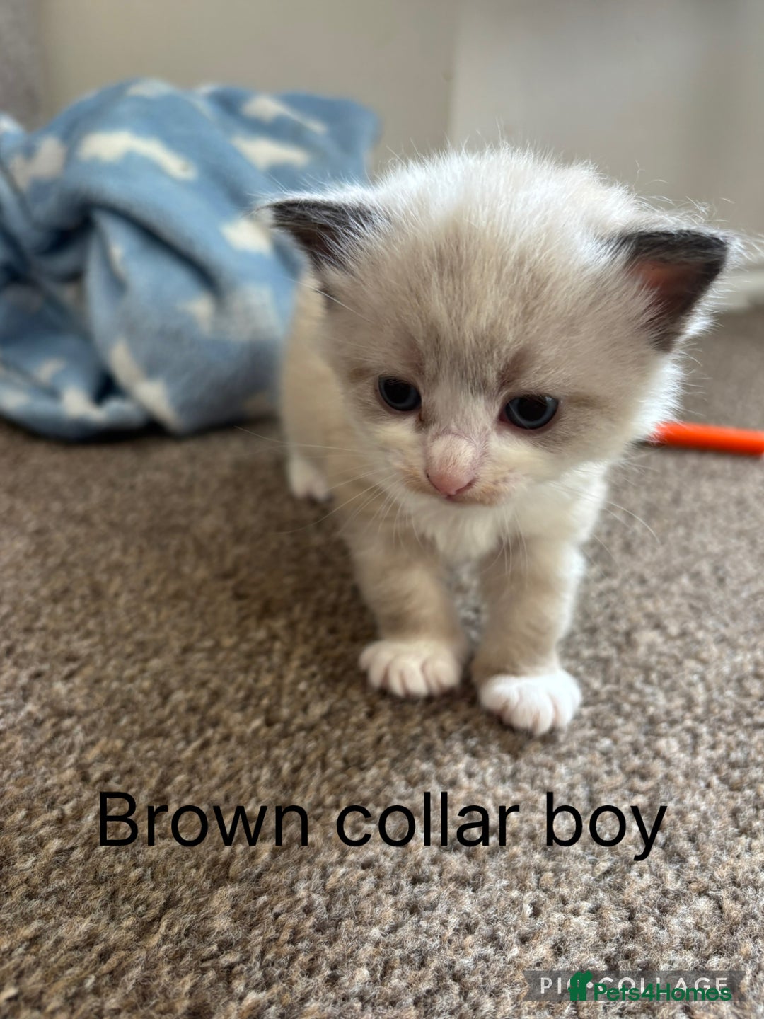 Mixed Breed cats for sale: 5 beautiful kittens for sale - Image 4