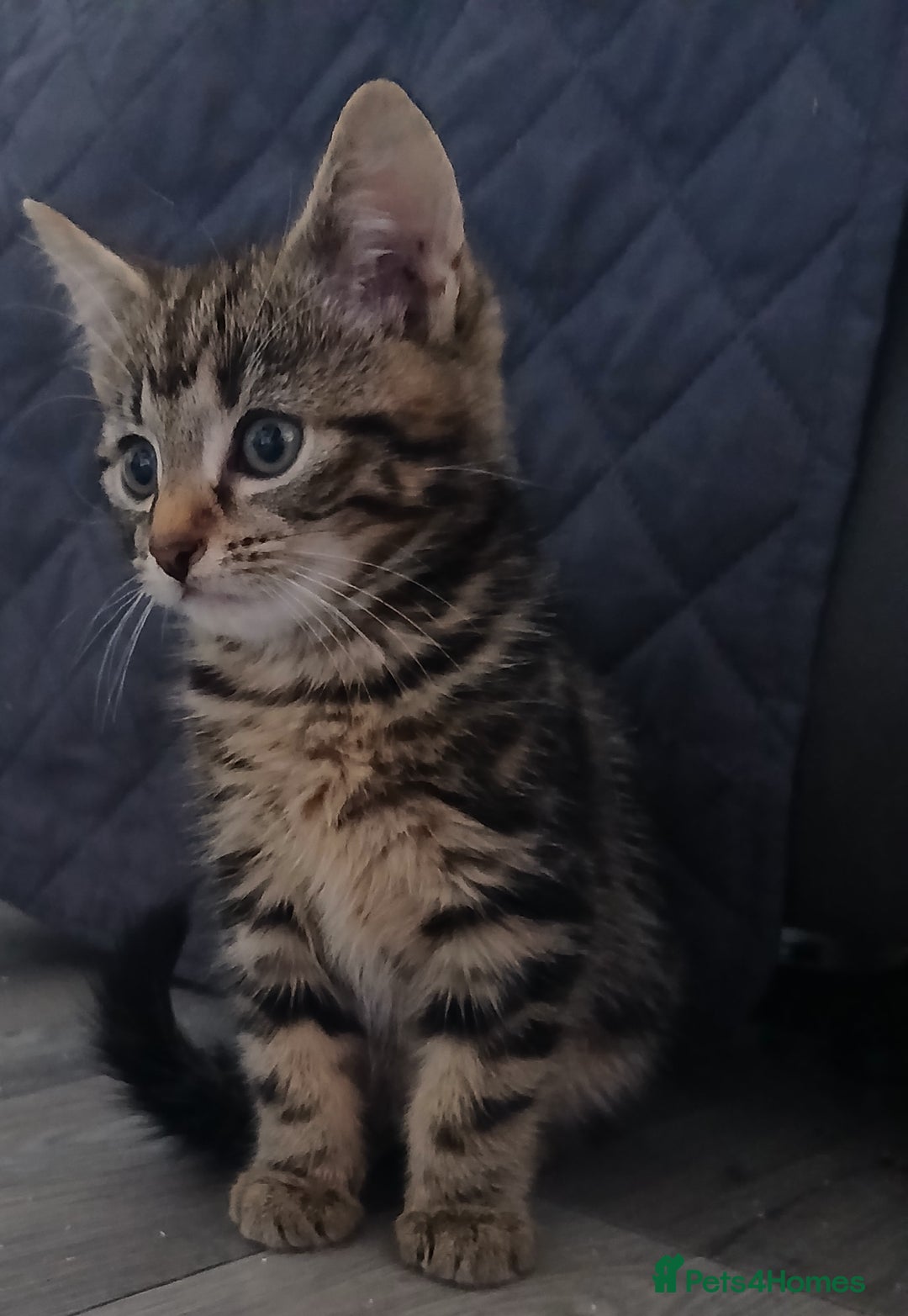 Mixed Breed cats for sale: Last kitten of litter  - Image 5