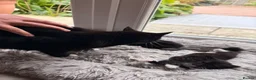 Mixed Breed cats for sale: 3 cute fluffy kittens  in Stranraer - Advert 5