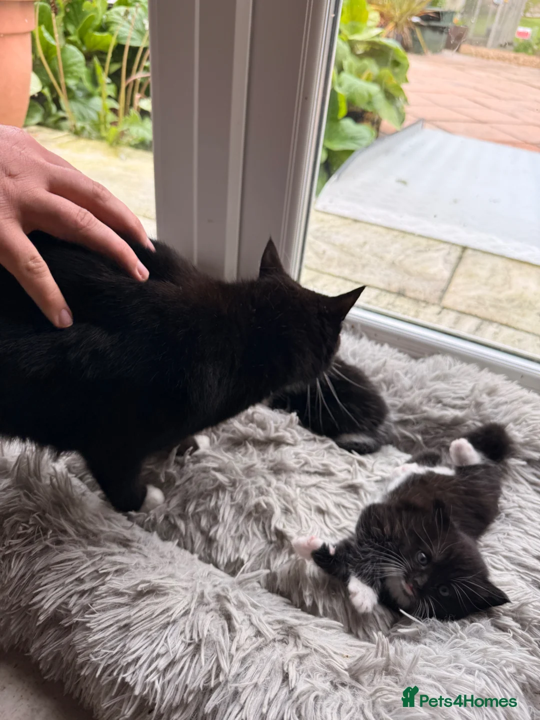 Mixed Breed cats for sale: 3 cute fluffy kittens  in Stranraer - Advert 5