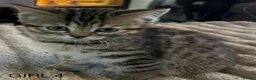 Mixed Breed cats for sale: Bengal cross Kittens for sale inc White/ Cream in Petworth - Advert 14