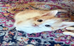 Domestic Shorthair cats for sale: Two male kittens available immediately  - Image 7