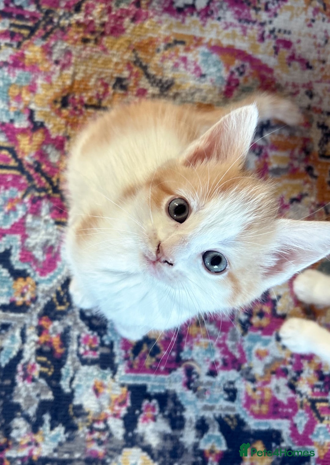 Domestic Shorthair cats for sale: Two male kittens available immediately  - Image 7
