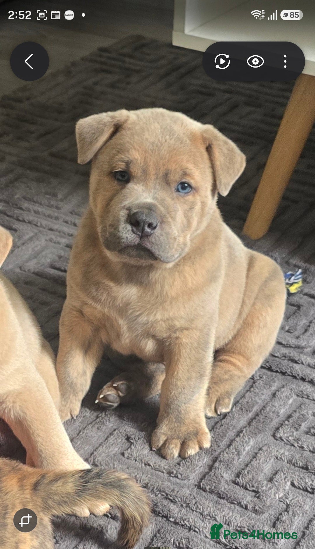 Mixed Breed dogs Chaffy babies - Advert 2