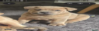 Puppy 1