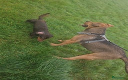 Mixed Breed dogs for sale: Male bullmastiff  - Image 2