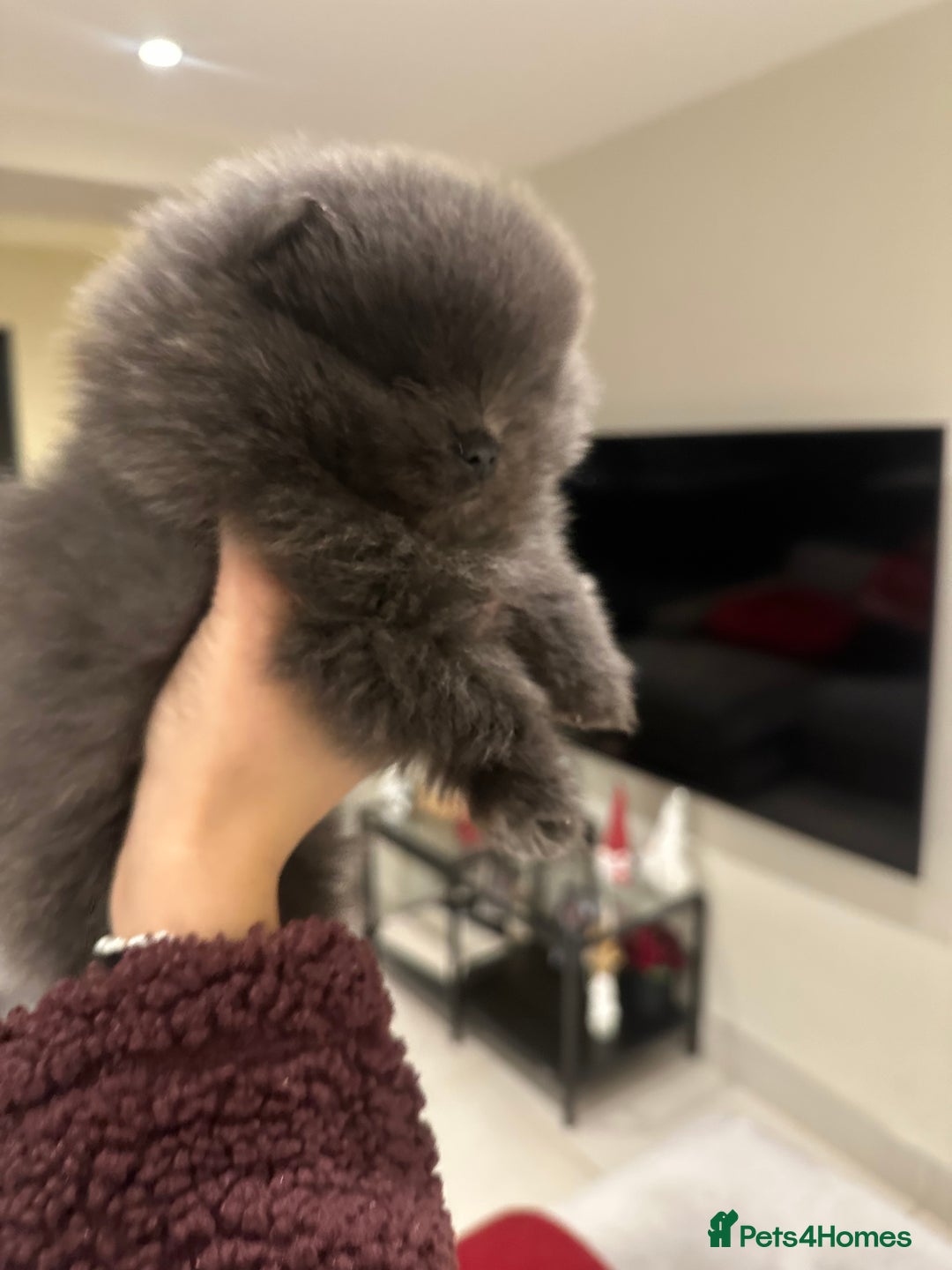 Pomeranian dogs for stud: Gorgeous Teddy bear tri coloured stud - Advert 12