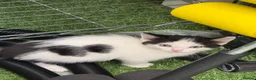Mixed Breed cats for sale: 8 kittens available  in Leicester - Advert 10