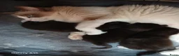 Ragdoll cats for sale: Ragdoll cross British shorthair kittens - Advert 6