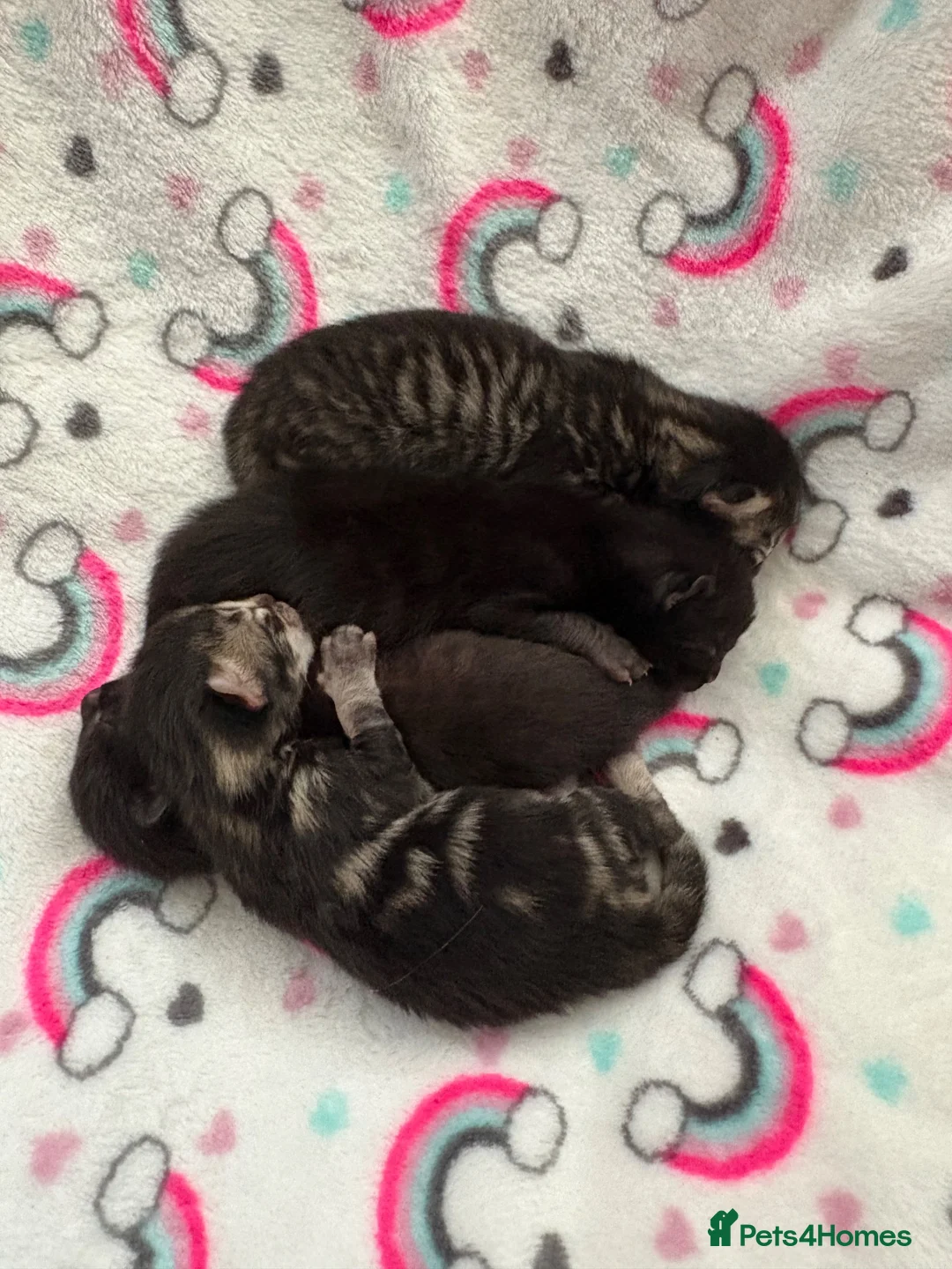 Mixed Breed cats for sale: Maine coon cross Rag doll litter  - Advert 9