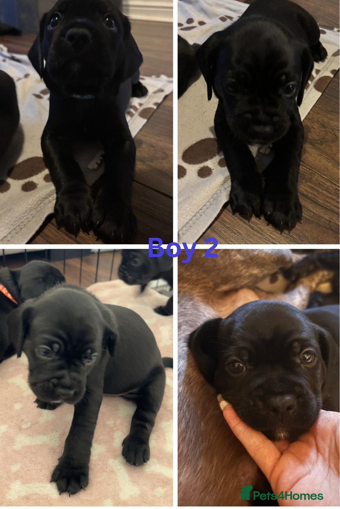 Mixed Breed dogs for sale: 🐶 3 Adorable Male Cockerbull Puppies for Sale! 🐾 - Image 2