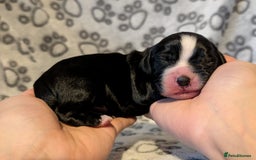 Cocker Spaniel dogs for sale: 🐾 KC Reg - Working Cocker spaniel DNA Tested 🧬 - Image 14