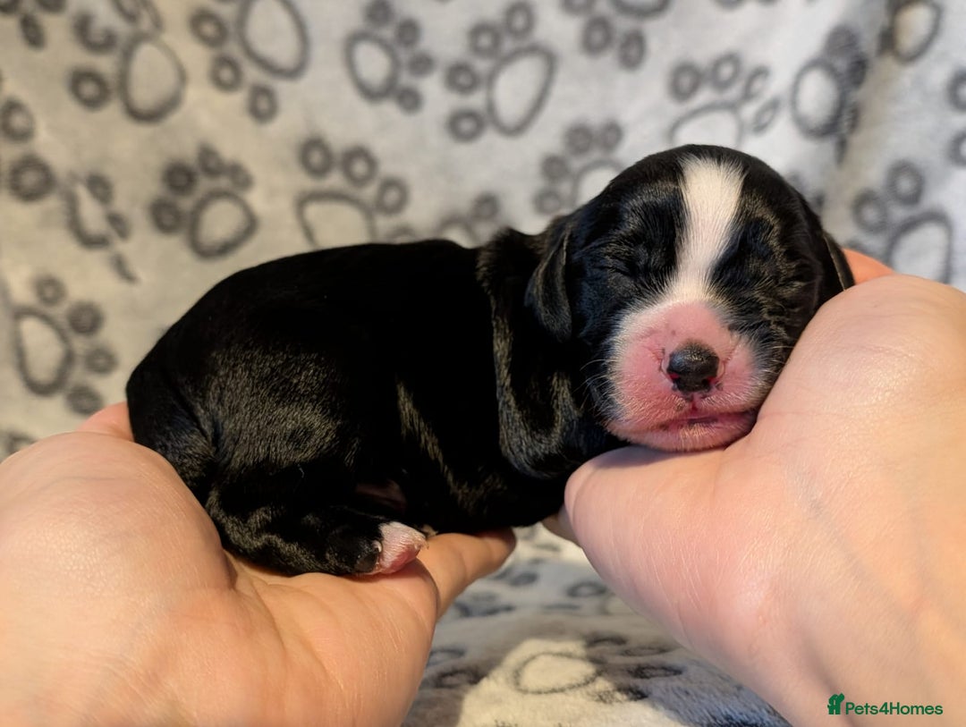 Cocker Spaniel dogs for sale: 🐾 KC Reg - Working Cocker spaniel DNA Tested 🧬 - Image 14
