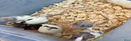 Rat rodents for sale: Dumbo rats for sale  - Advert 6