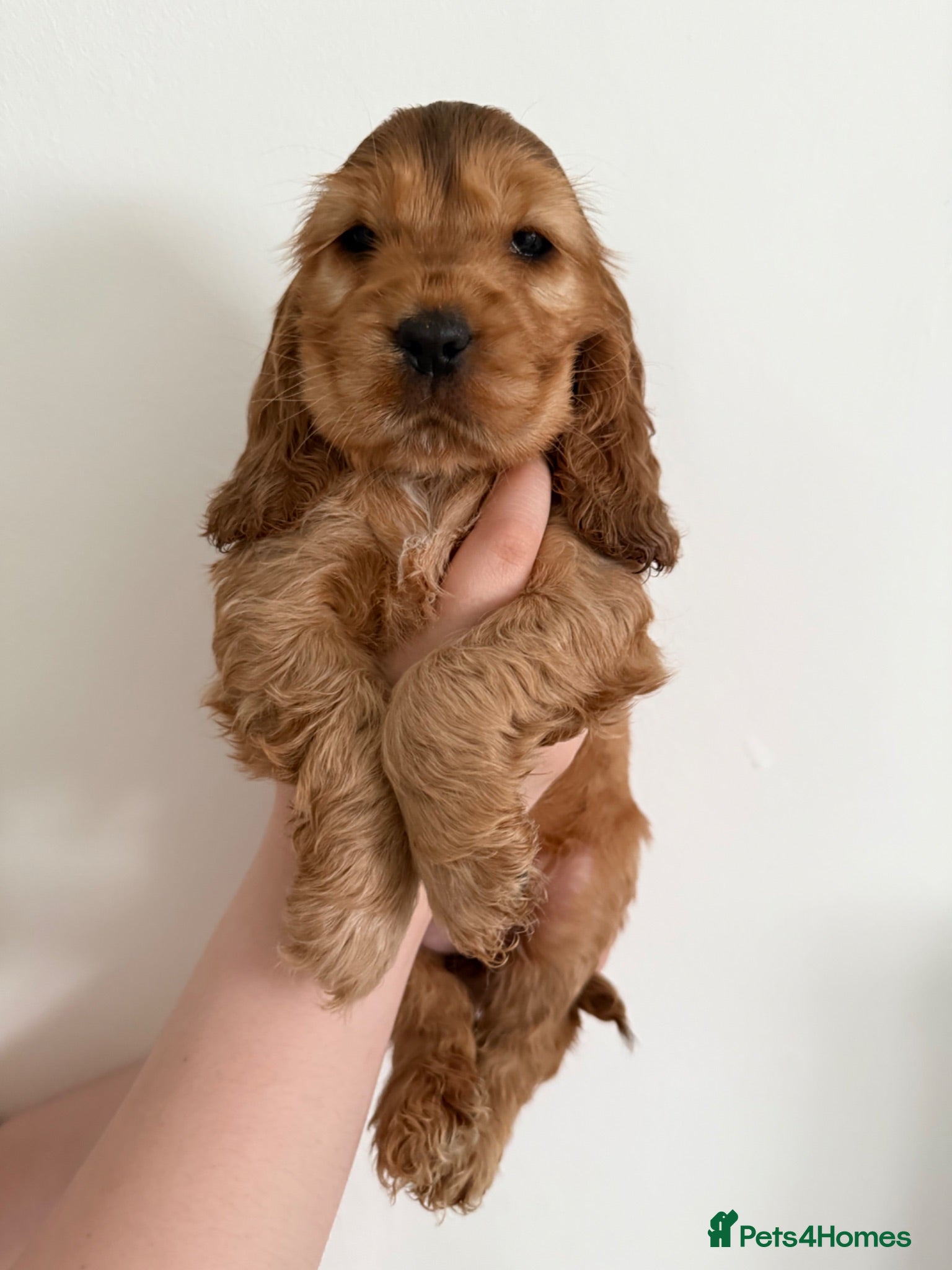 Cocker Spaniel dogs Villaspaniol lines KC show type cocker spaniels  - Advert 2