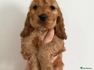 Cocker Spaniel dogs Villaspaniol lines KC show type cocker spaniels - Advert 18