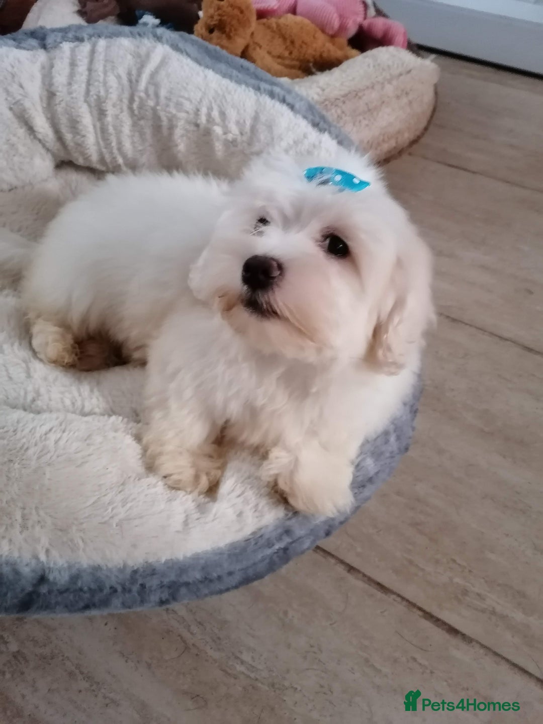 Maltipoo dogs for sale: Maltipoo puppies looking new families 🤍 - Advert 7