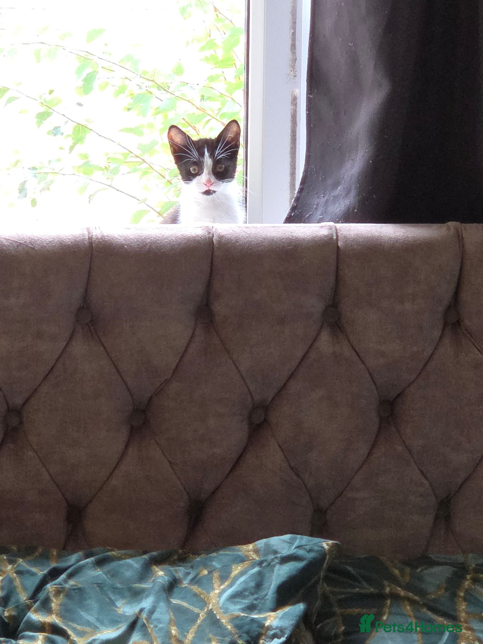 Domestic Shorthair cats Four 12 week old kittens for sale.  - Advert 4