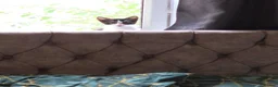 Domestic Shorthair cats for sale: Four 12 week old kittens for sale.  in Accrington - Advert 1