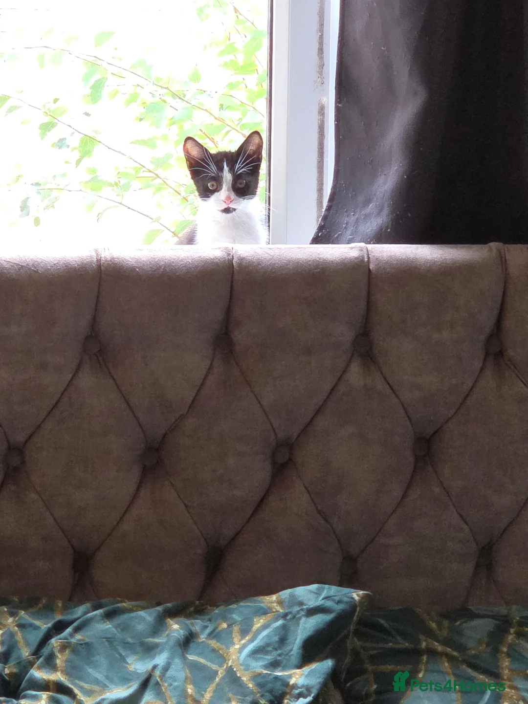 Domestic Shorthair cats for sale: Four 12 week old kittens for sale.  in Accrington - Advert 1