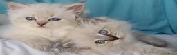 Siberian cats for sale: Pure Siberian Kittens For Sale  - Advert 2