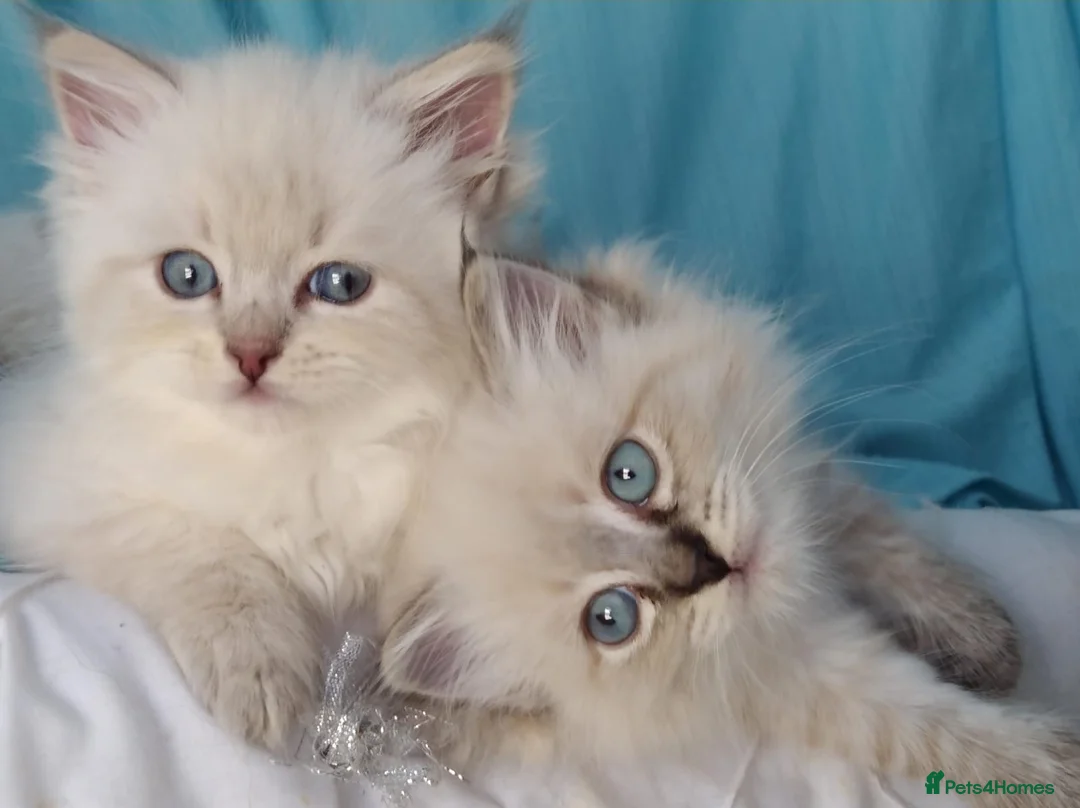 Siberian cats for sale: Pure Siberian Kittens For Sale  - Advert 2