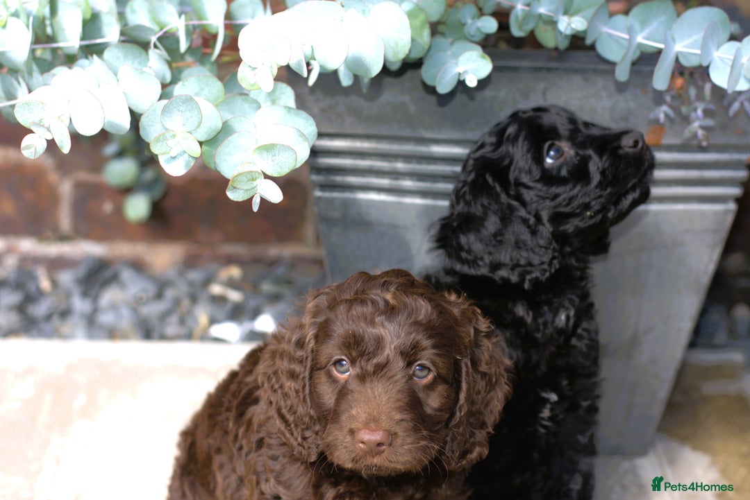 Cockapoo dogs for sale: X3 Chunky Cockapoo Puppies-Ready now!  - Image 4