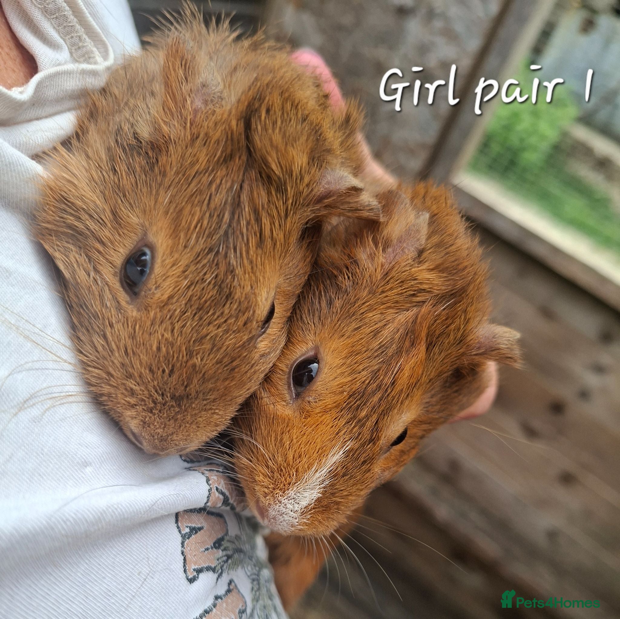 Guinea Pig rodents Guinea Pig pairs for sale  - Advert 1