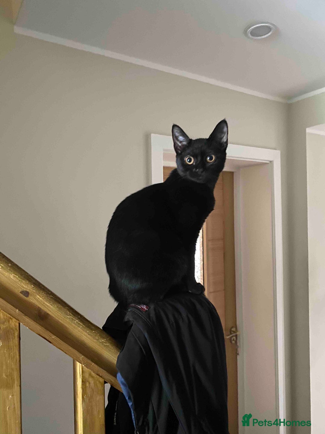 Mixed Breed cats for sale: Beautiful female kitten looking for new home - Advert 2