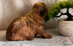 Shih Tzu dogs for sale: ♥️ Adorable Shih Tzu Puppies FoR sALe ♥️ - Image 17