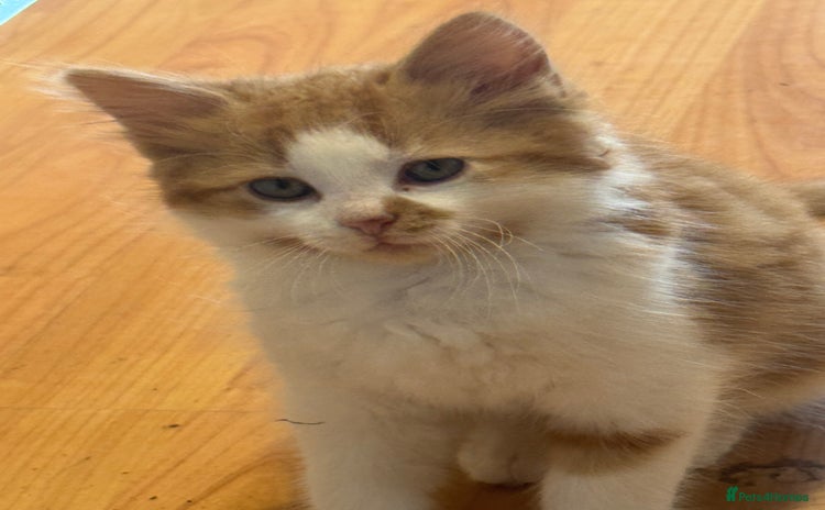 Domestic Shorthair cats - Advert 8