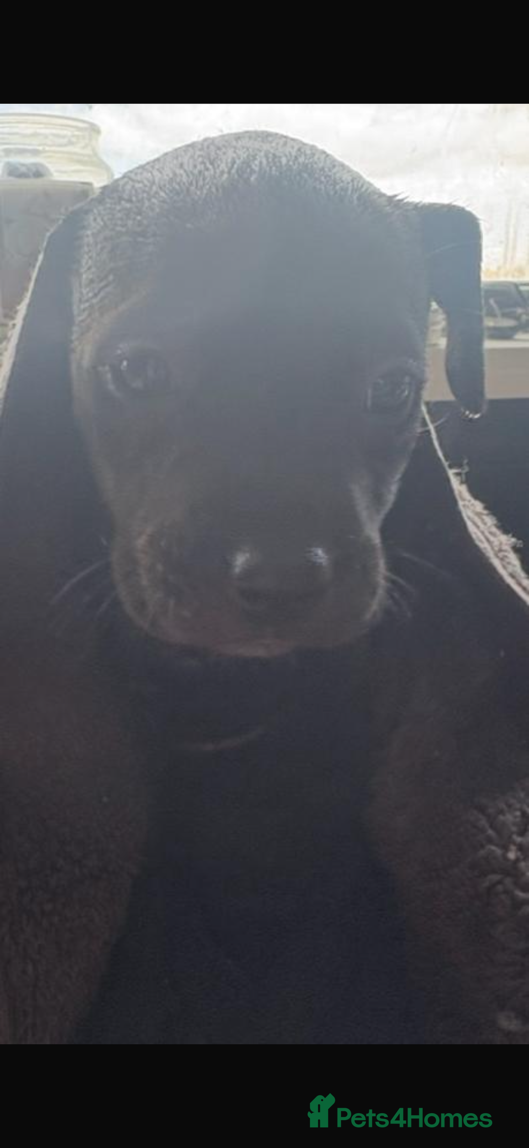 Presa Canario dogs for sale: Presa canarios  - Image 1