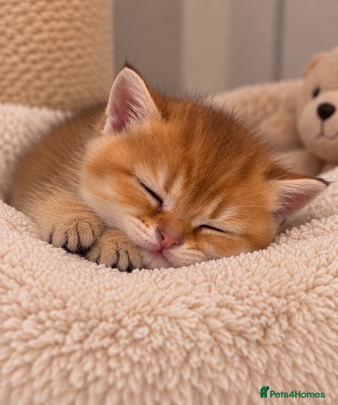 Scottish Fold cats Last Golden Straight-Eared Kitten Available 💛🐾 - Advert 2