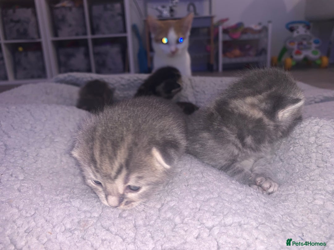Domestic Shorthair cats for sale: Beautiful kittens  - Image 3