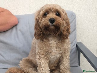 Cavapoo dogs in Newcastle upon Tyne - Advert 12