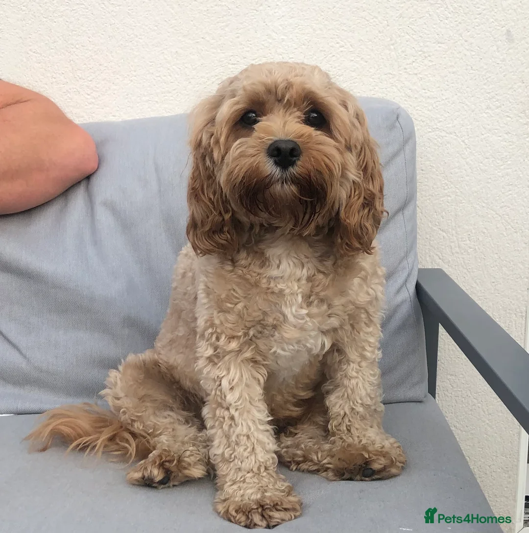 Cavapoo dogs for stud: ** Dna Health Tested, Stunning Cavapoo **  in Newcastle upon Tyne - Advert 1