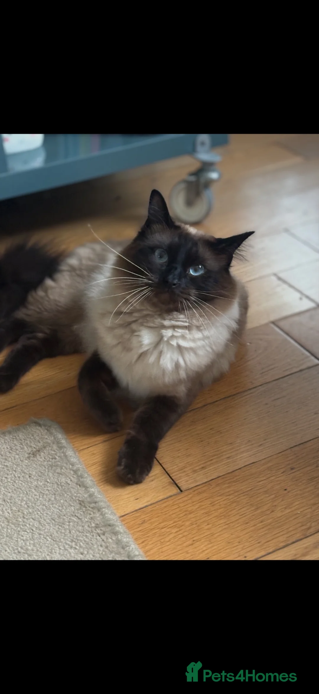 Ragdoll cats for sale: Winston-Ragdoll - Advert 2