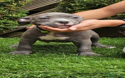 American Bully dogs for sale: 9 week old pocket bully pups, well known bloodline - Image 4